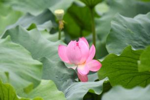 贵州仁怀：荷花绽放 夏意满塘