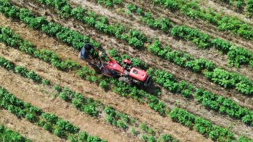 夏日时节 河南许昌农事忙