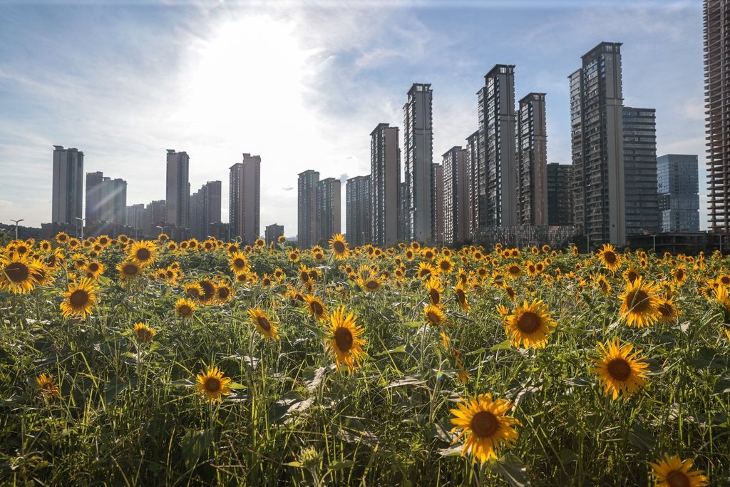 江西南昌：向日葵花海“醉”游人