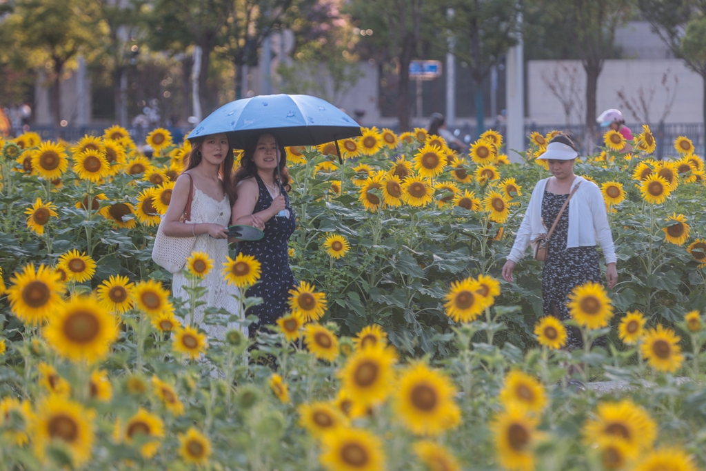 江西南昌：向日葵花海“醉”游人