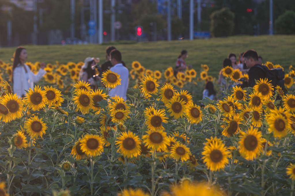 江西南昌：向日葵花海“醉”游人