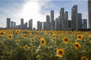 江西南昌：向日葵花海“醉”游人
