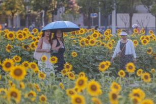 江西南昌：向日葵花海“醉”游人