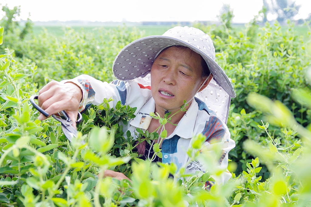 河北邯郸：农民田间进行伏前剪枝
