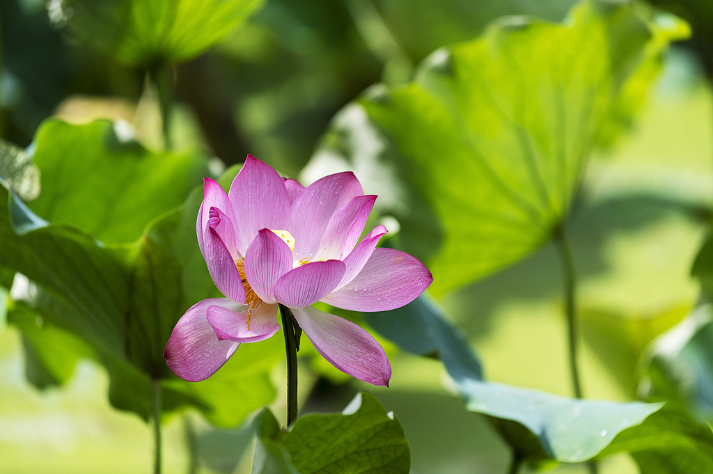 贵州从江：盛夏侗寨荷花香