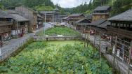 贵州从江：盛夏侗寨荷花香