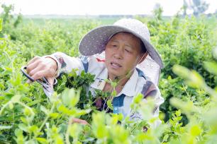 河北邯郸：农民田间进行伏前剪枝