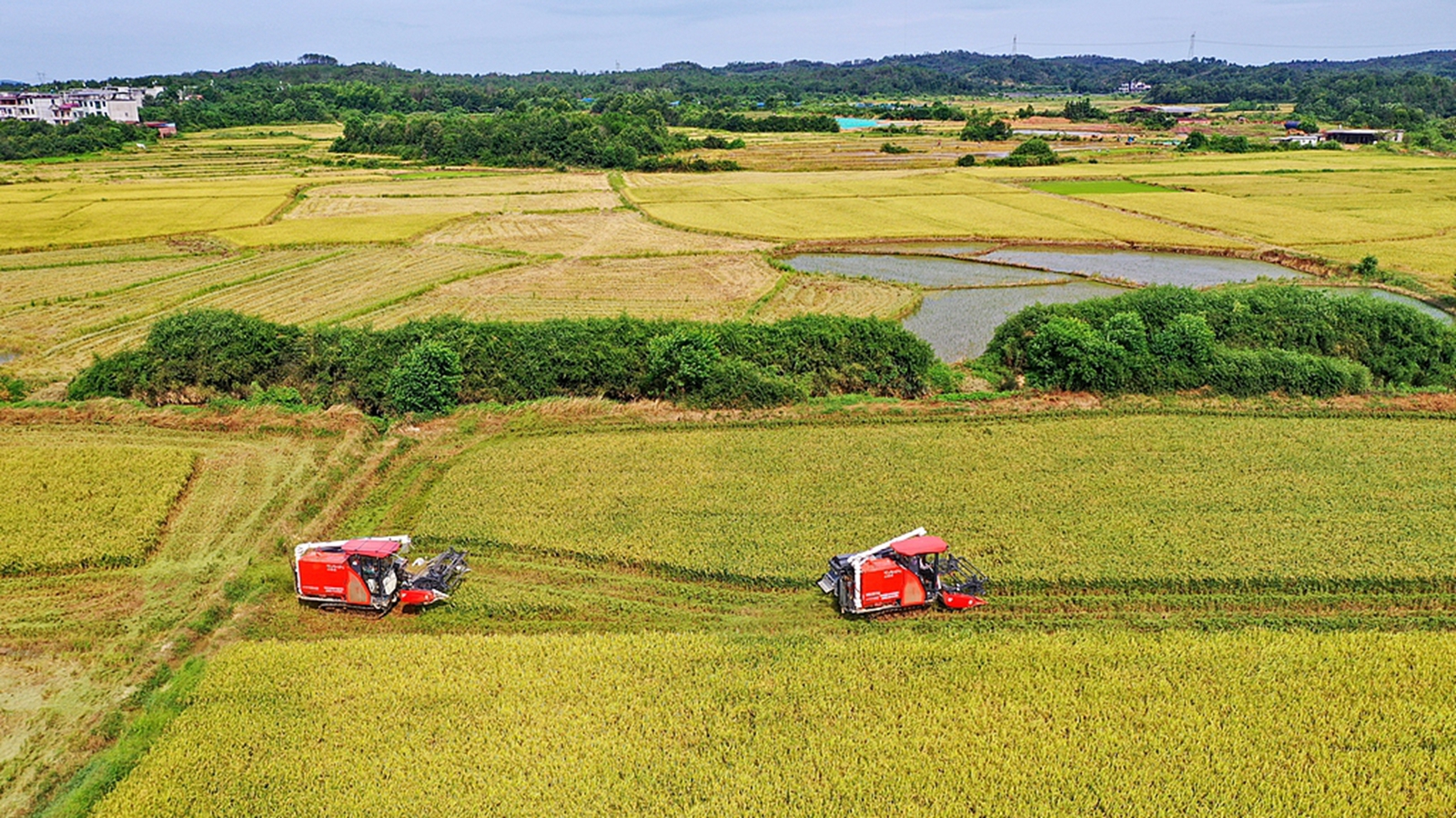 江西金溪：村民駕駛收割機收割早稻