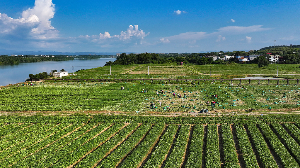 湖南永州：村民采收芥菜