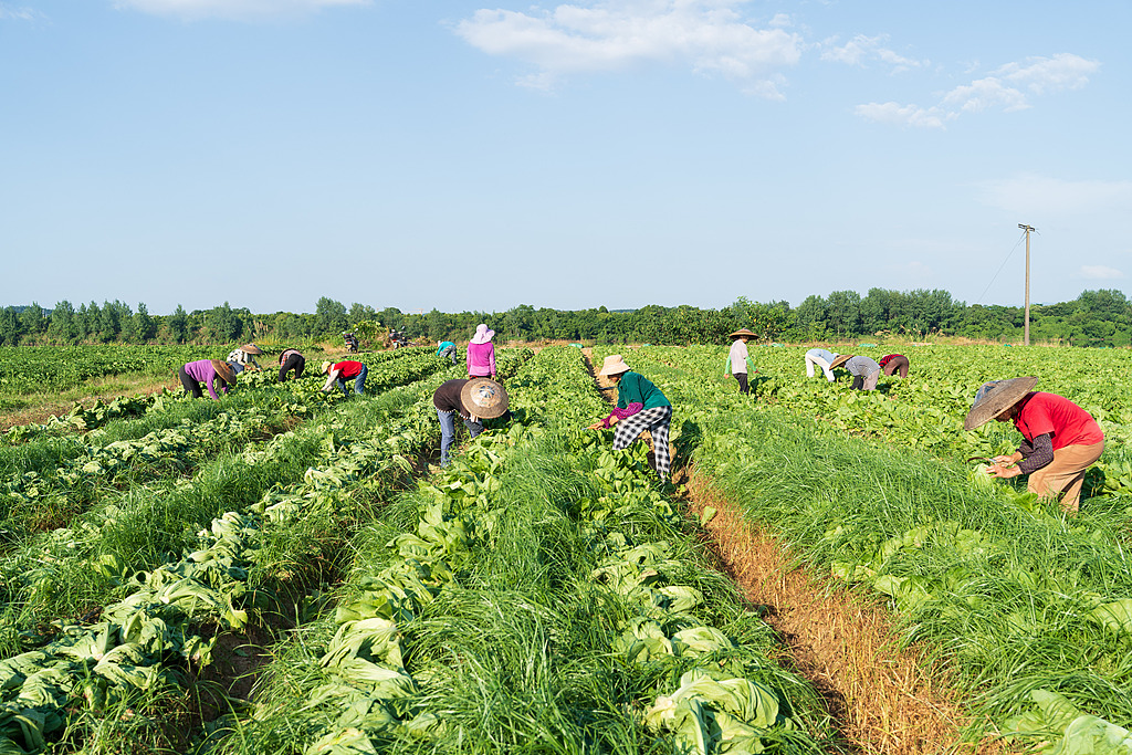 湖南永州：村民采收芥菜