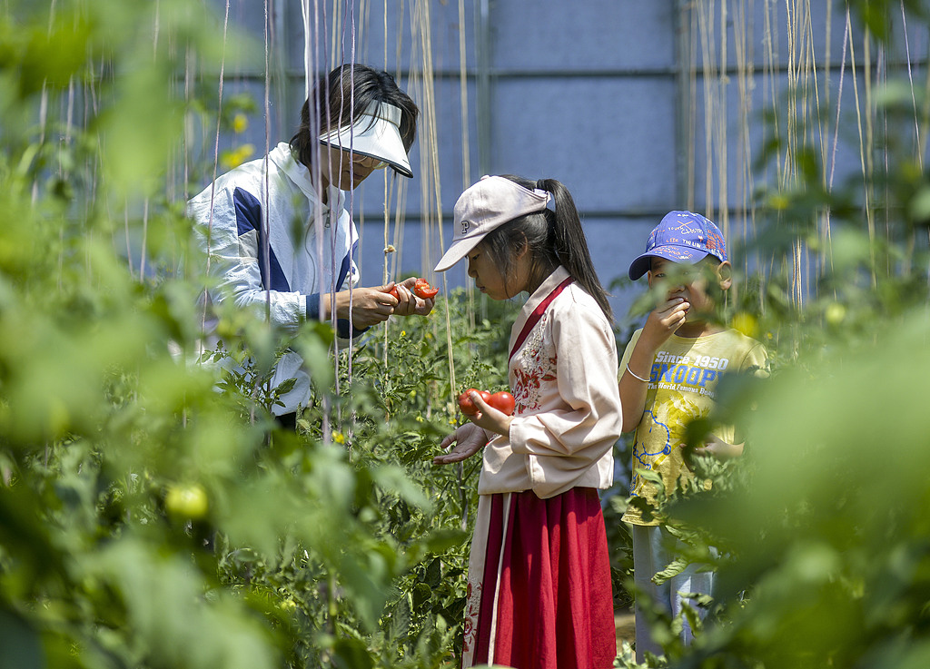乌鲁木齐：大棚蔬菜成熟 市民体验采摘乐趣