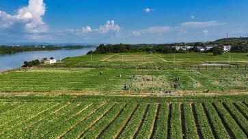 湖南永州：村民采收芥菜