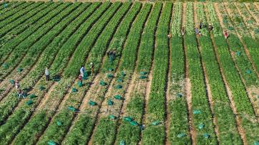 湖南永州：村民采收芥菜