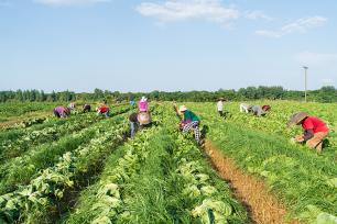 湖南永州：村民采收芥菜