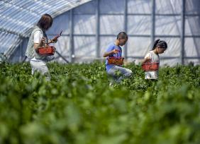 乌鲁木齐：大棚蔬菜成熟 市民体验采摘乐趣