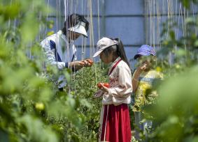乌鲁木齐：大棚蔬菜成熟 市民体验采摘乐趣