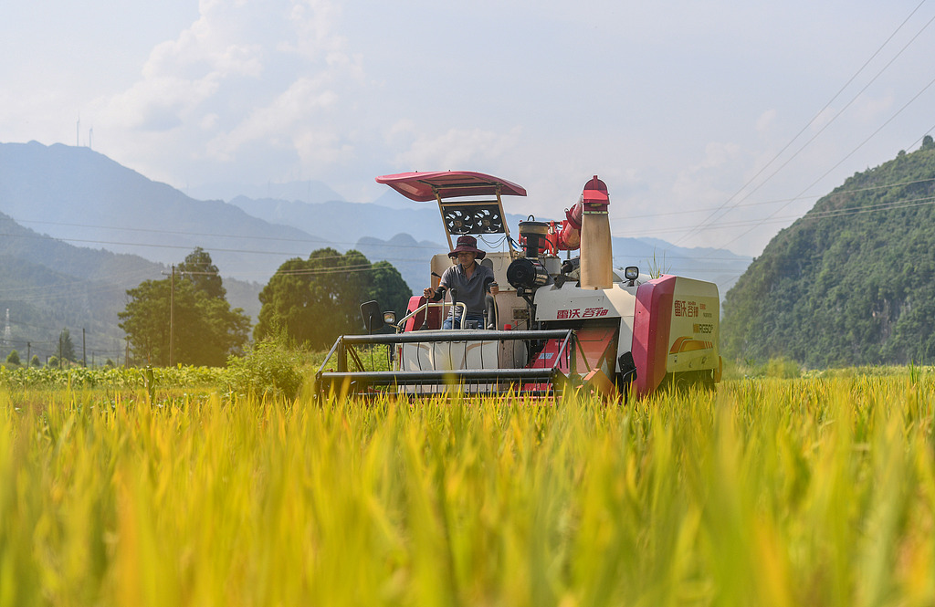 湖南永州：农民驾驶机械收割早稻
