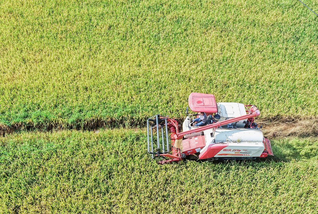 湖南永州：农民驾驶机械收割早稻