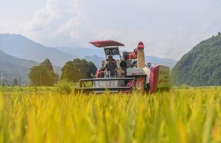 湖南永州：农民驾驶机械收割早稻