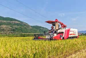 湖南永州：农民驾驶机械收割早稻