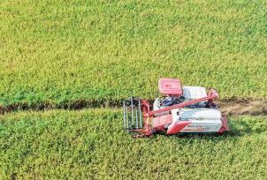 湖南永州：农民驾驶机械收割早稻