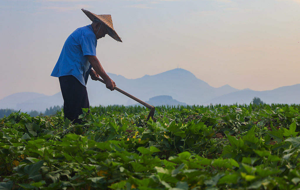 山东枣庄：农民田间管理农作物