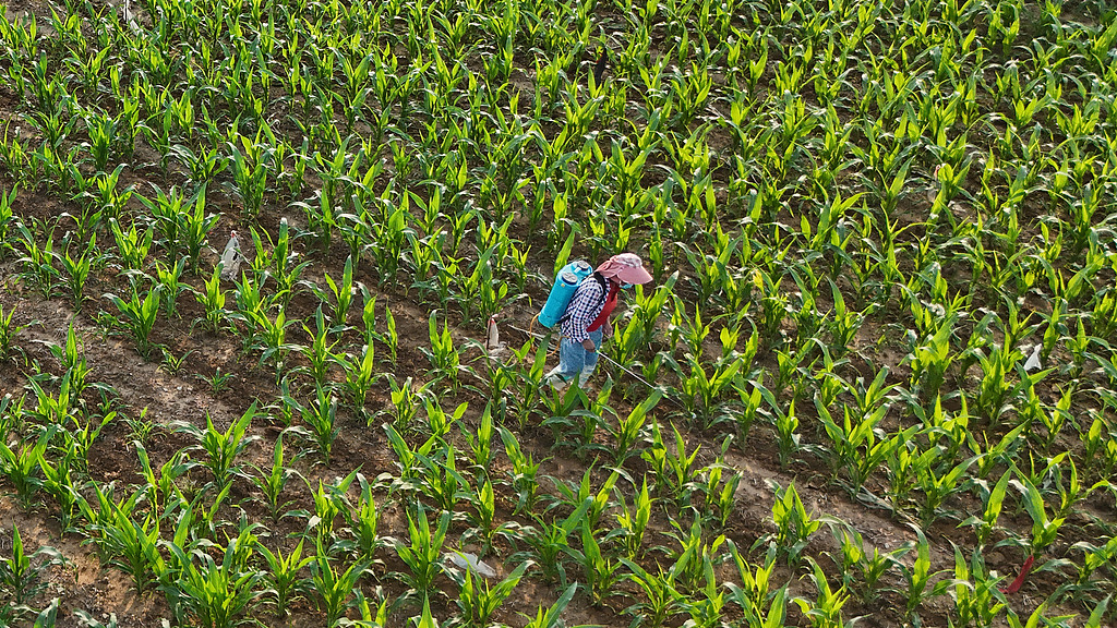 山东枣庄：农民田间管理农作物