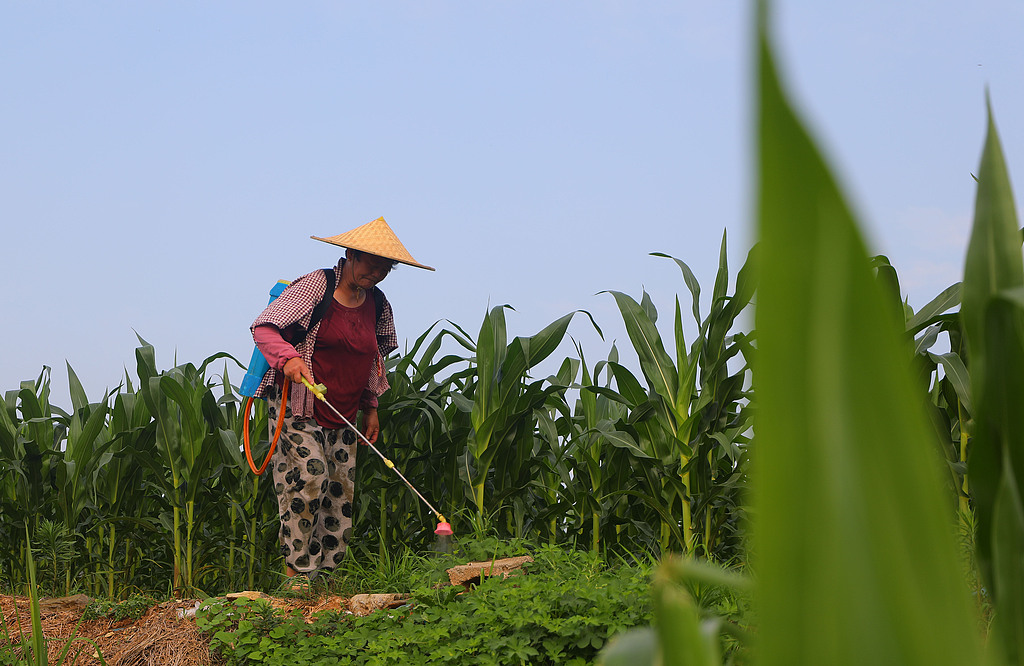 山东枣庄：农民田间管理农作物