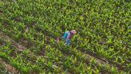 山东枣庄：农民田间管理农作物