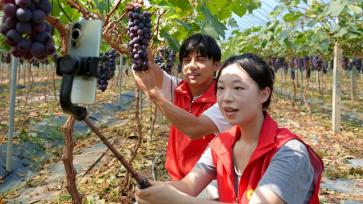 江苏海安：大学生志愿者直播助农 推销葡萄