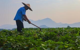 山东枣庄：农民田间管理农作物