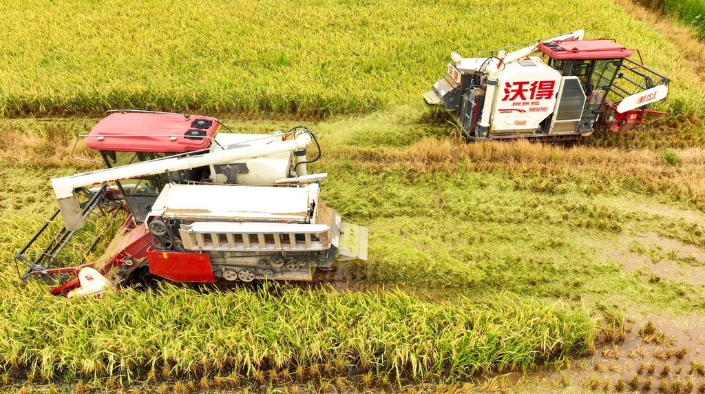 江西赣州：农机收割早稻