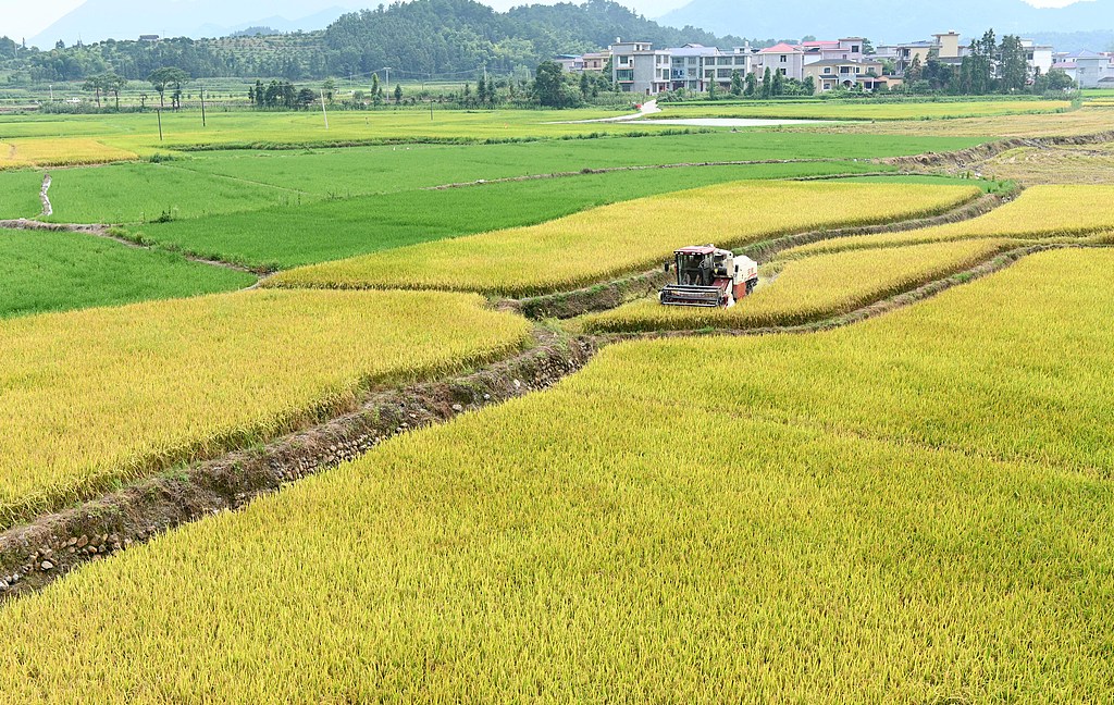 湖南邵阳：农机人员驾驶收割机收割早稻