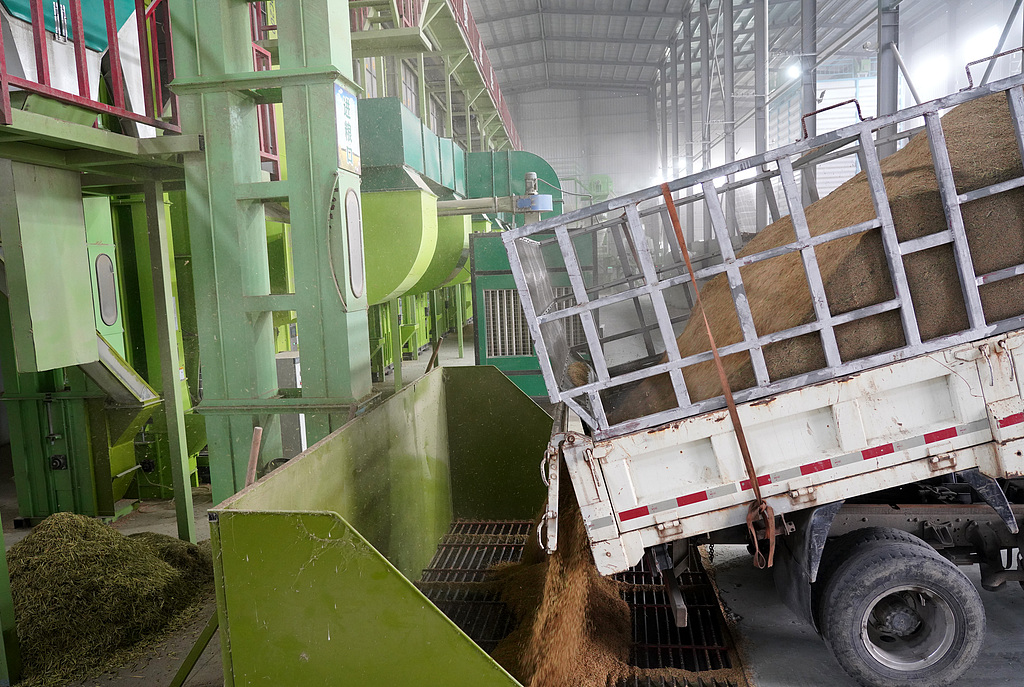 浙江乐清：稻谷被投入烘干流水线进粮口