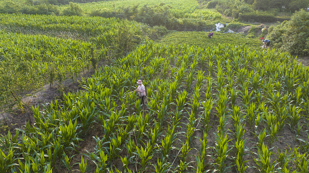河南驻马店：农户浇灌玉米苗