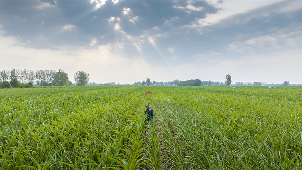 河南驻马店：农户浇灌玉米苗