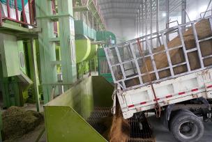 浙江乐清：稻谷被投入烘干流水线进粮口