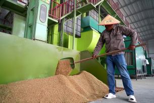 浙江乐清：稻谷被投入烘干流水线进粮口