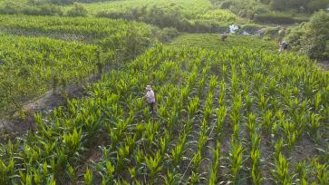 河南驻马店：农户浇灌玉米苗