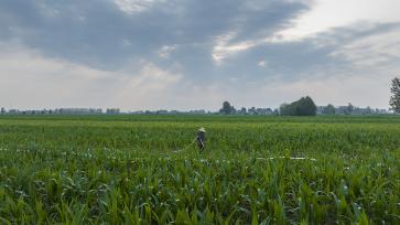河南驻马店：农户浇灌玉米苗