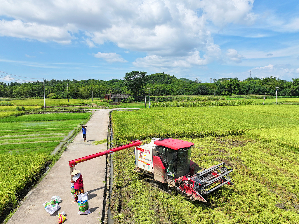 湖南永州：农机手驾驶收割机收割早稻