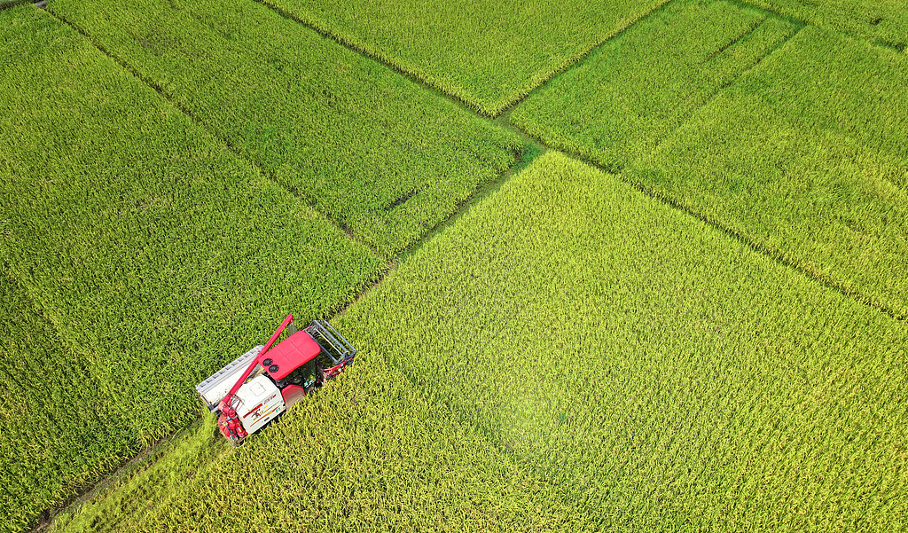 湖南永州：农机手驾驶收割机收割早稻
