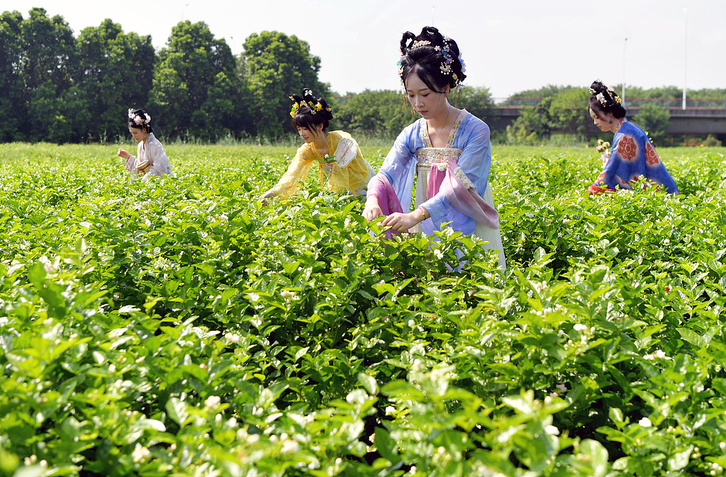 福建福州：茉莉花迎来开采季