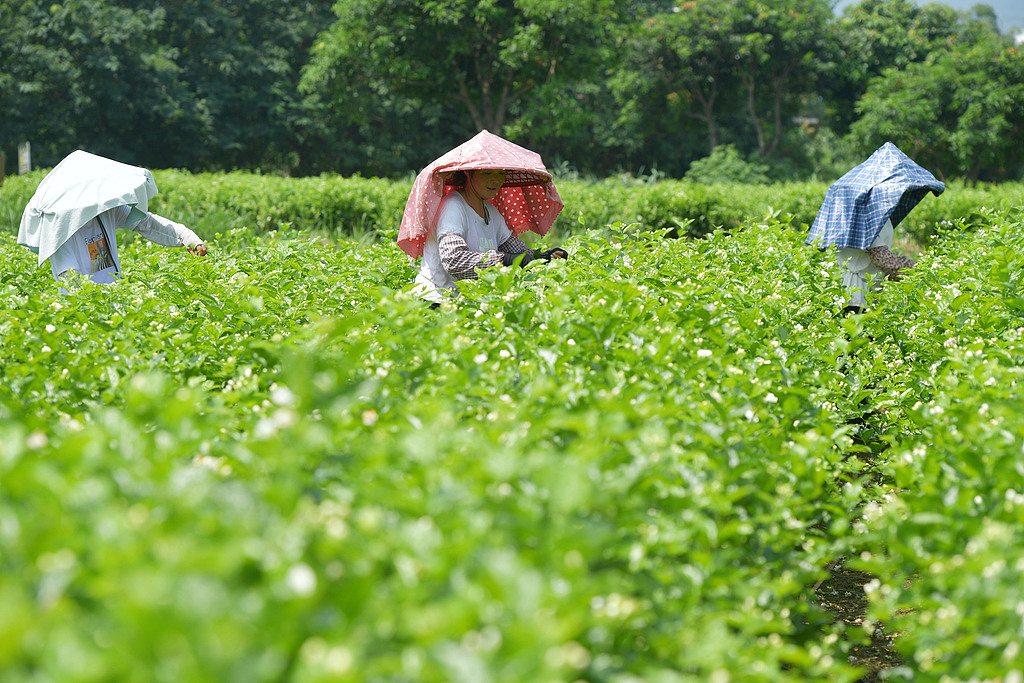 福建福州：茉莉花迎来开采季