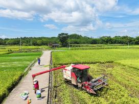 湖南永州：农机手驾驶收割机收割早稻