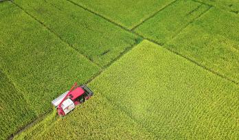 湖南永州：农机手驾驶收割机收割早稻