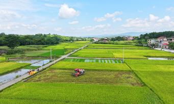 湖南永州：农机手驾驶收割机收割早稻