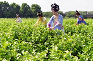 福建福州：茉莉花迎来开采季