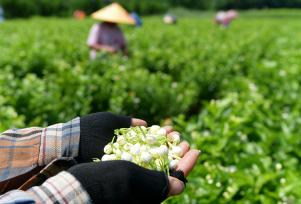 福建福州：茉莉花迎来开采季