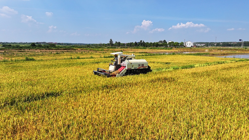 江西丰城：稻谷收割忙